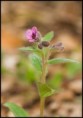 /album/picnik-lekarsky-pulmonaria-officinalis-/plicnik-lekarsky-pulmonaria-officinalis-jpg/